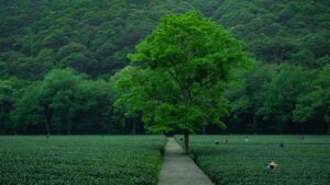 chinese green tea process