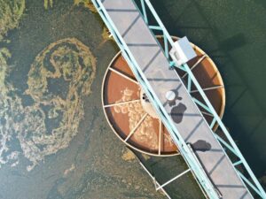 green algae in qingdao